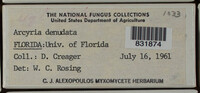 Arcyria denudata image